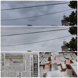 雨…【たまの日記】