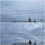 台風…【たまの日記】