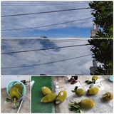 雲…【たまの日記】