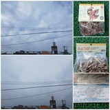 昨日…【たまの日記】