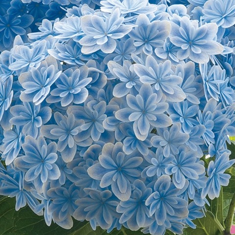 送料無料 アジサイ 万華鏡 ブルー 17 母の日期間お届け 紫陽花 伊予獅子てまり 万華鏡 Saori フェアリーキッス 母の日ギフト特集