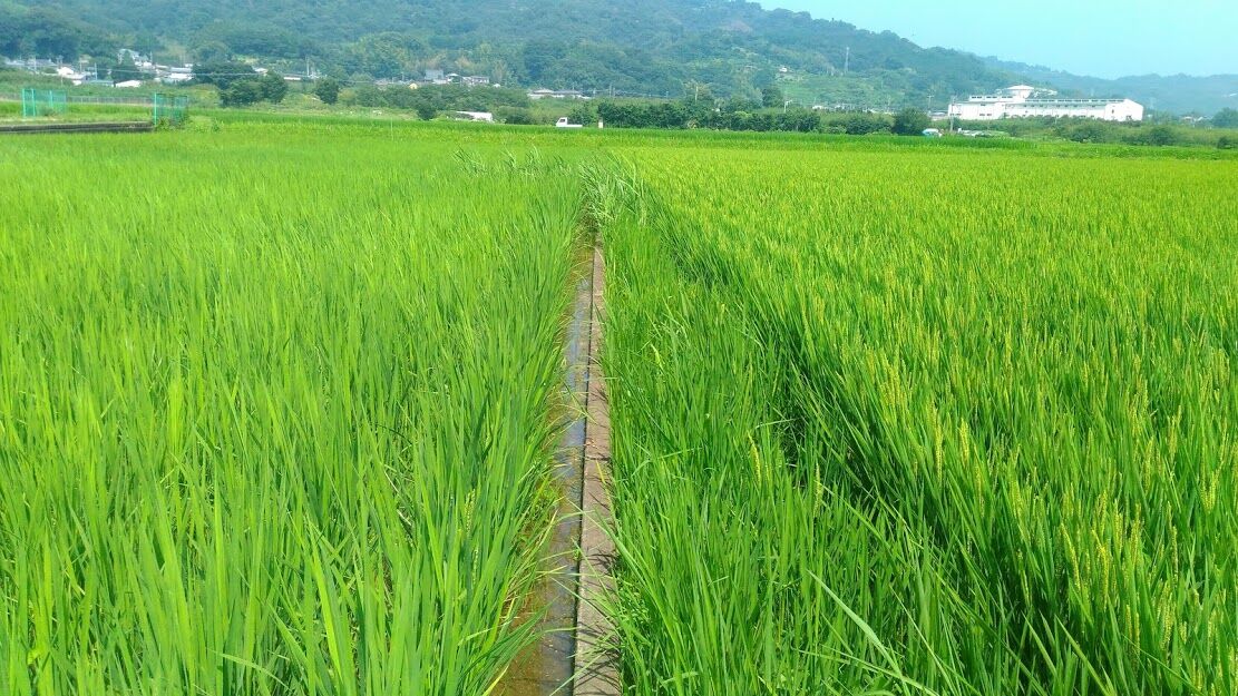 稲の病気 小田原 たんぼの学校 初級コース 稲の病気 小田原 たんぼの学校 初級コース