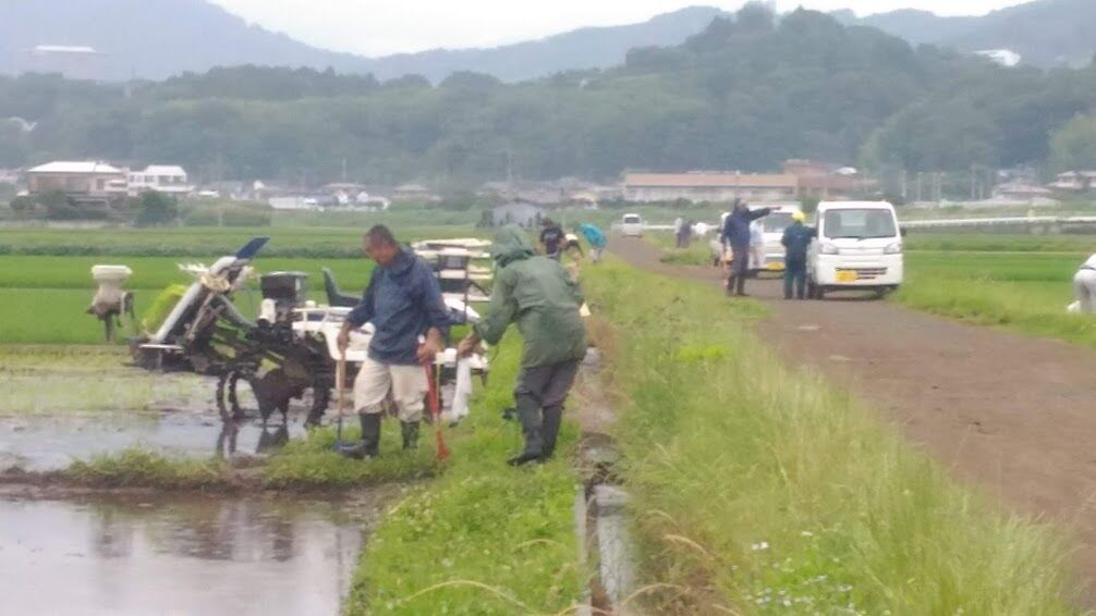 ジャンボタニシの駆除活動 小田原 たんぼの学校 初級コース
