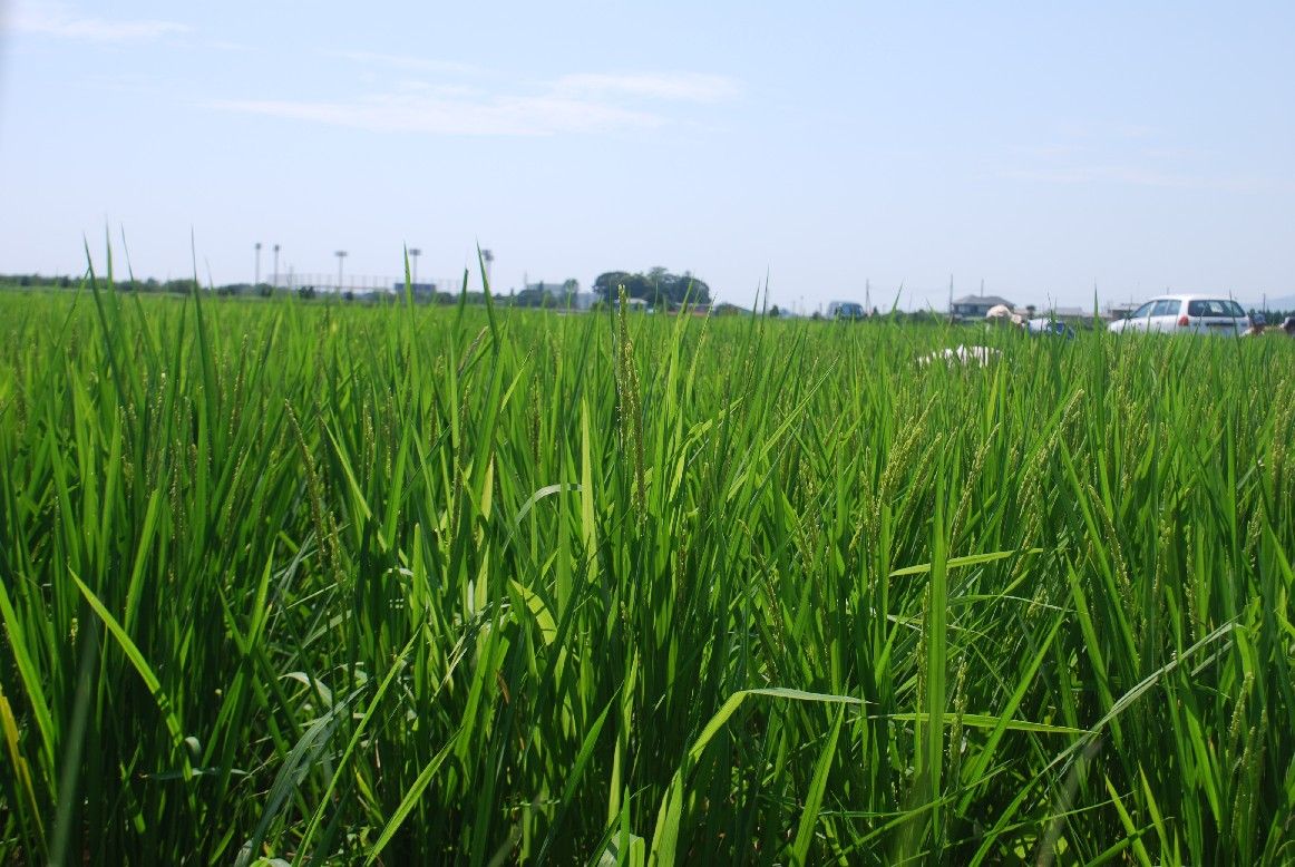 移動すると稲の花粉らしきものがまって、鼻がむずむずします 小田原 たんぼの学校 初級コース 移動すると稲の花粉らしきものがまって、鼻がむずむずします 小田原 たんぼの学校 初級コース