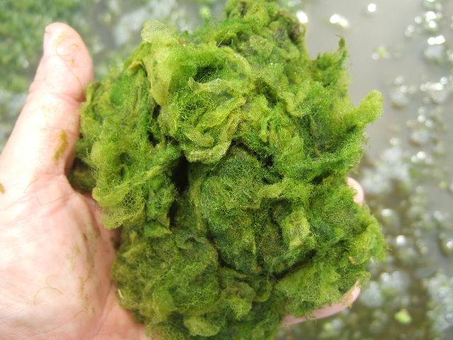 雑草を抑制する藻 たんぼの学校 豊年倶楽部 の紹介