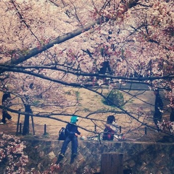 2014-4-7 hanami2