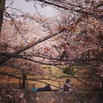 2014-4-7 hanami3
