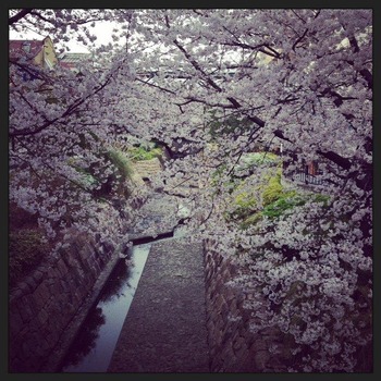 2014-3-31-sakura