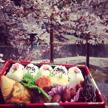 2014-4-7 hanami