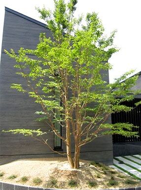 ハイノキ樹形