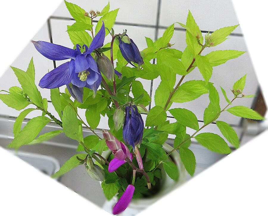 庭の花で切り花 シモツケ シラン オダマキ 高齢者に突入した私のシニアライフ