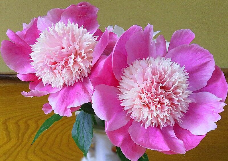 今日の切り花 ピンクの芍薬 在宅介護と4世代同居の暮らし 今日の切り花 ピンクの芍薬 在宅介護と4世代同居の暮らし
