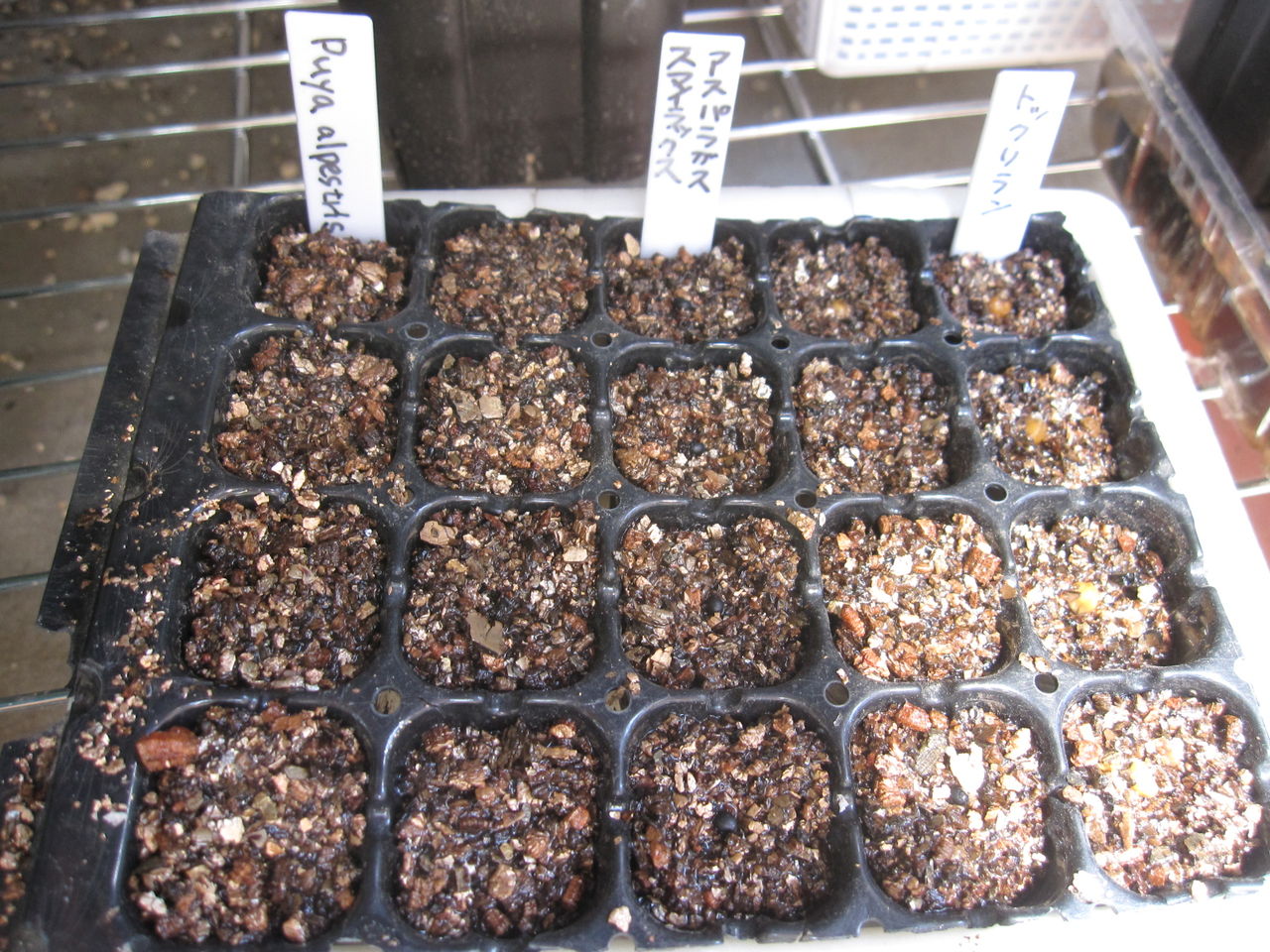 観葉植物を育てる Hynemosphere ヒネモスフィア おかわり