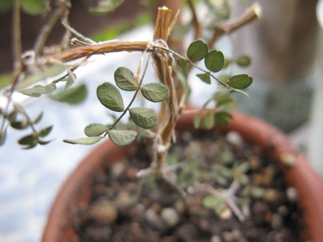 ソフォラの悲劇 Hynemosphere ヒネモスフィア おかわり