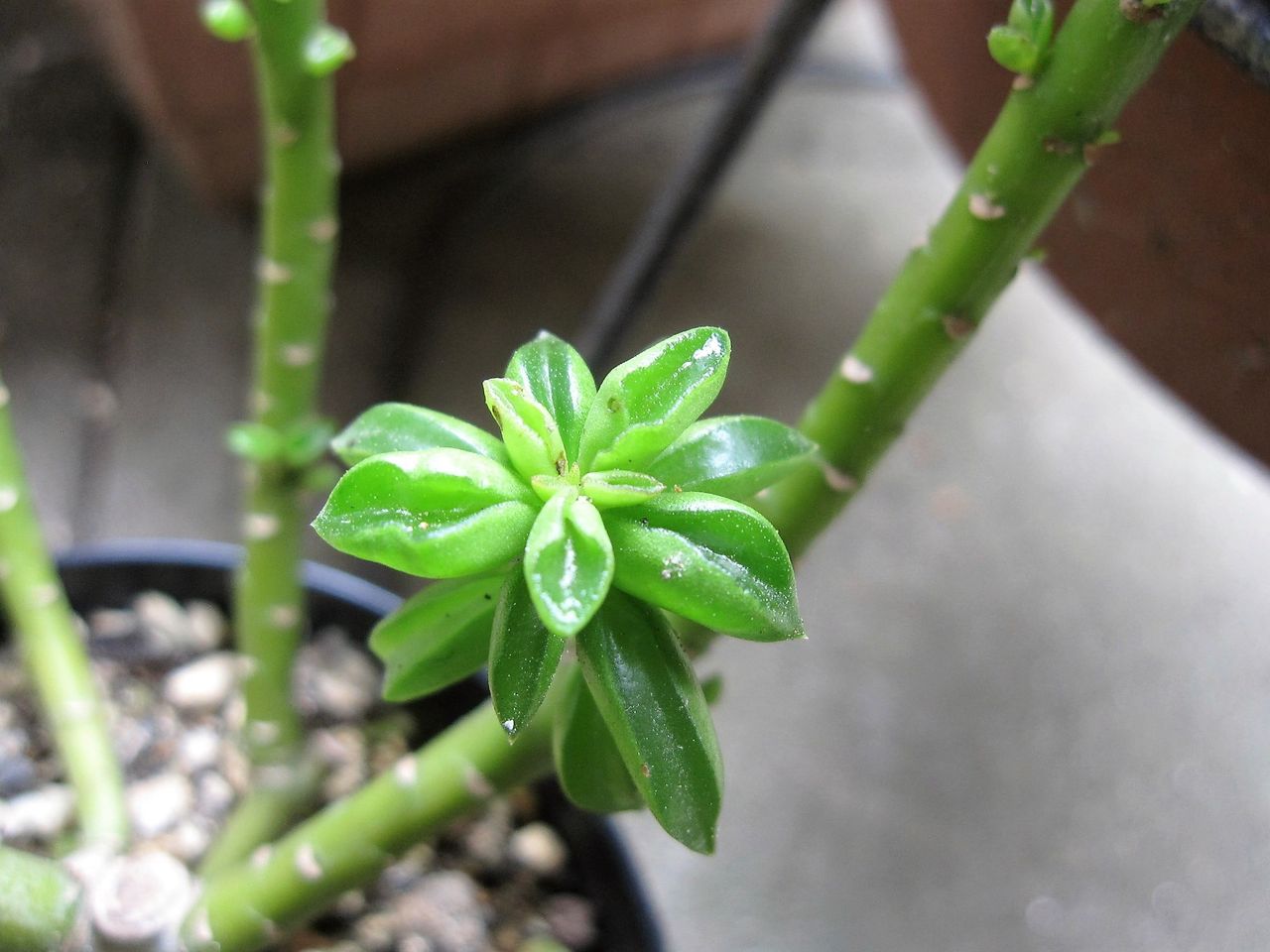 ペペロミア Hynemosphere ヒネモスフィア おかわり