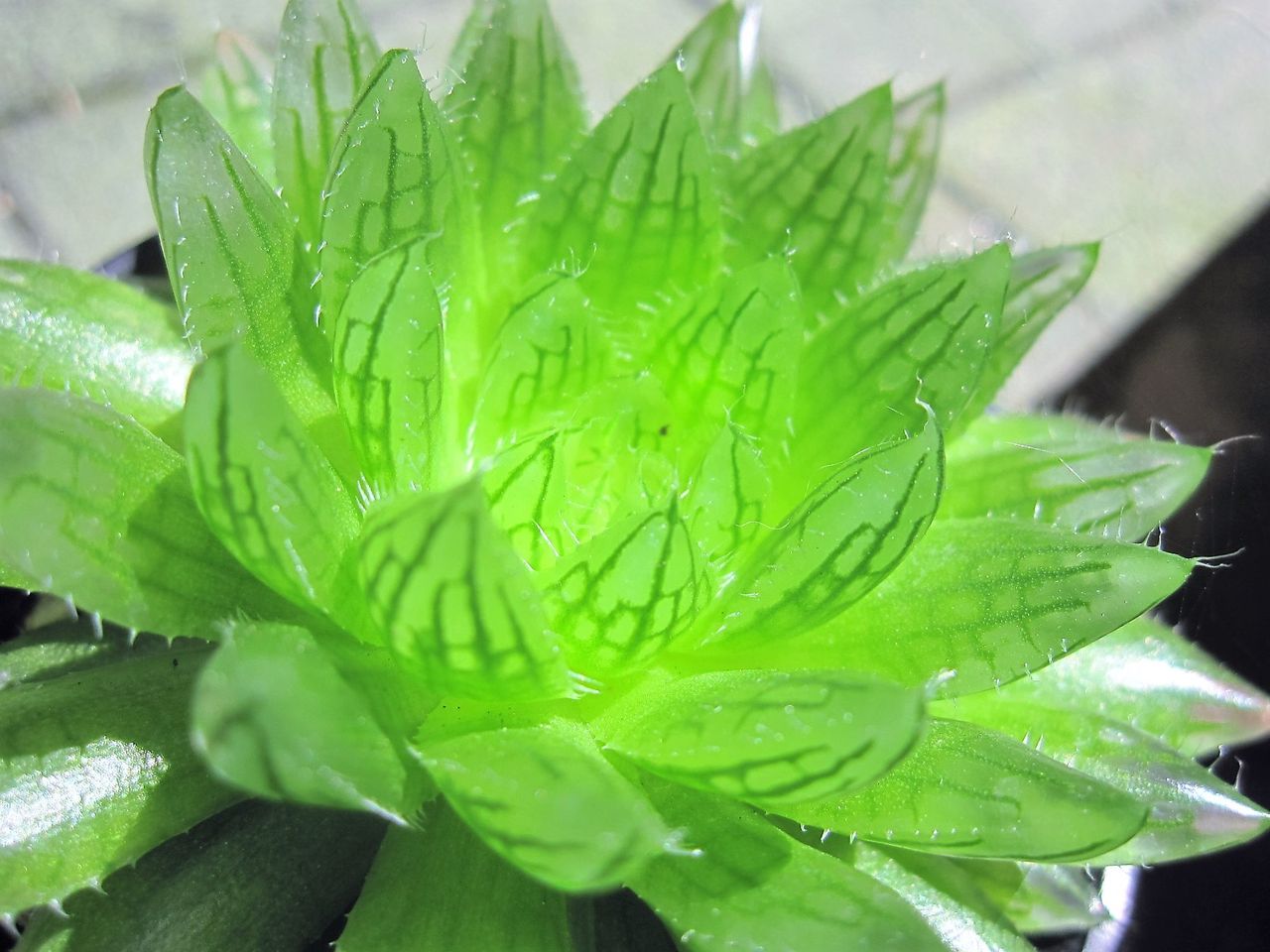 エメラルドled Hynemosphere ヒネモスフィア おかわり エメラルドled Hynemosphere ヒネモスフィア おかわり