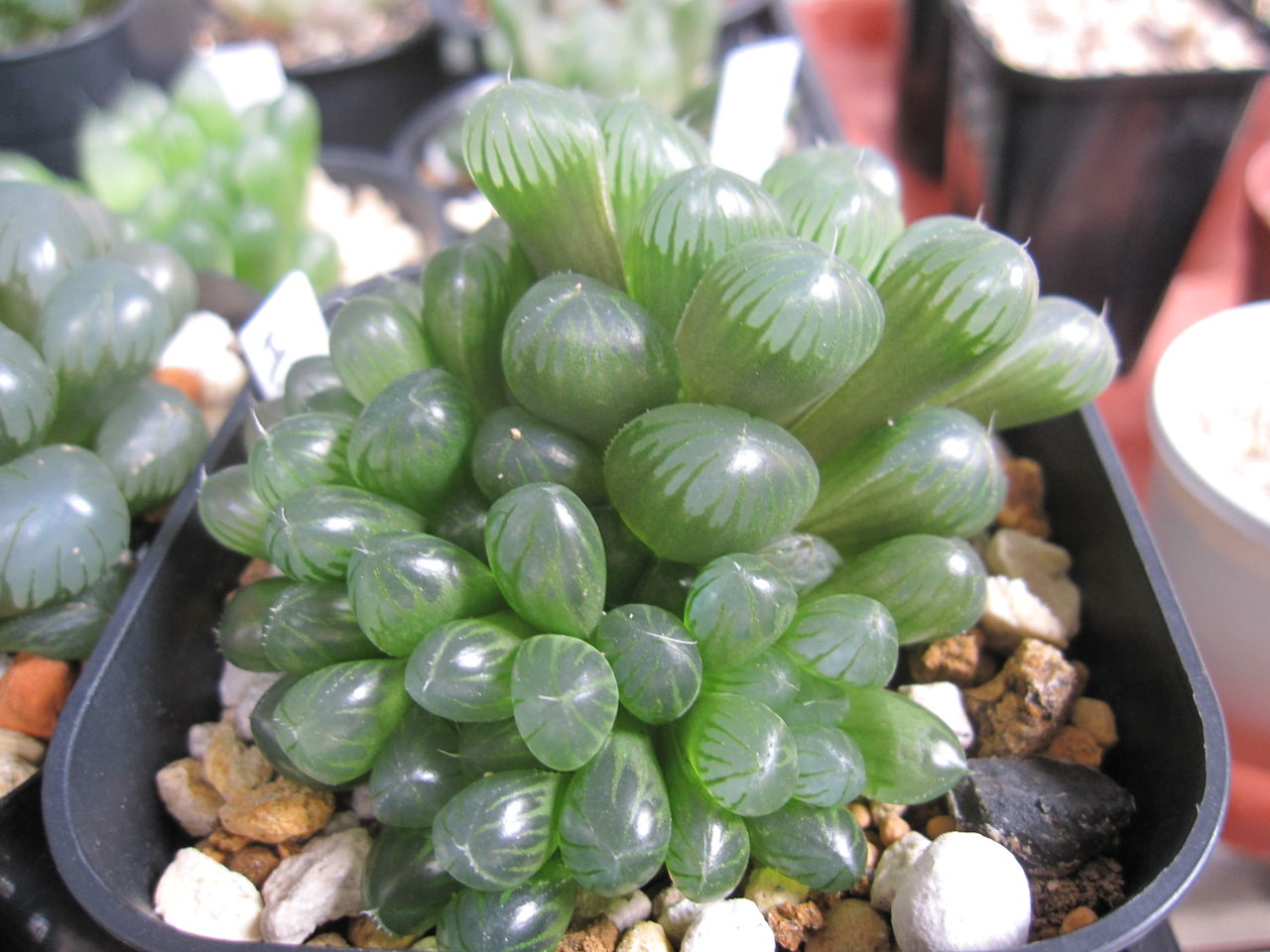 観葉植物 Hynemosphere ヒネモスフィア おかわり 観葉植物 Hynemosphere ヒネモスフィア おかわり