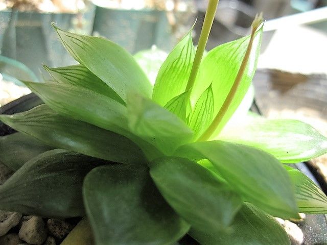 Magic Time Hynemosphere ヒネモスフィア おかわり