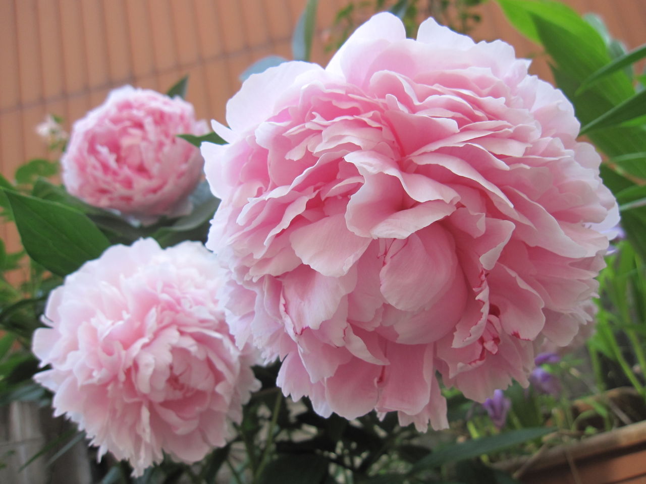 立てば芍薬 18 Hynemosphere ヒネモスフィア おかわり 立てば芍薬 18 Hynemosphere ヒネモスフィア おかわり