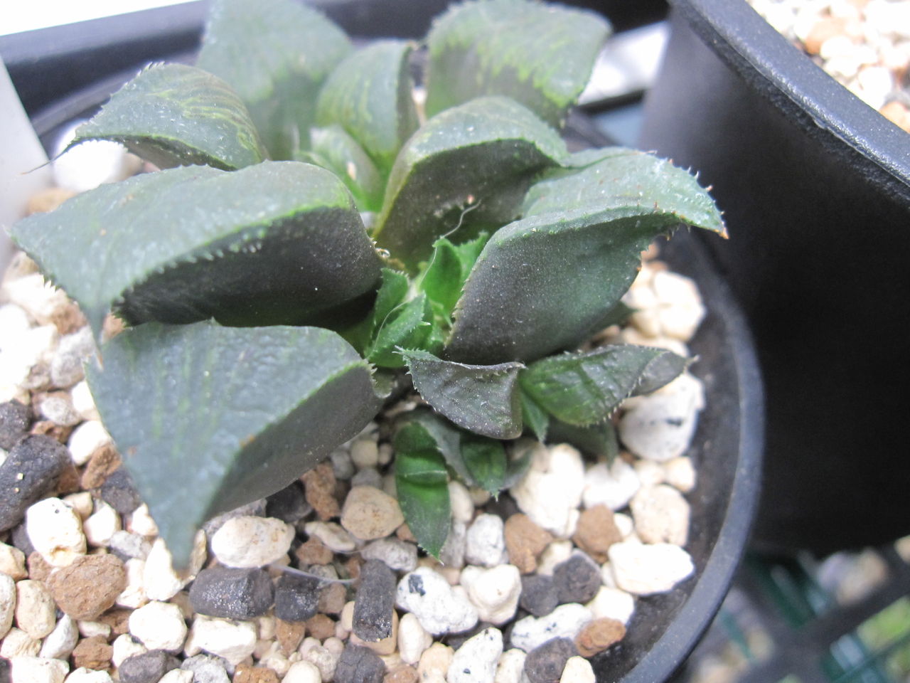 成長点の潰れたハオルチア Hynemosphere ヒネモスフィア おかわり