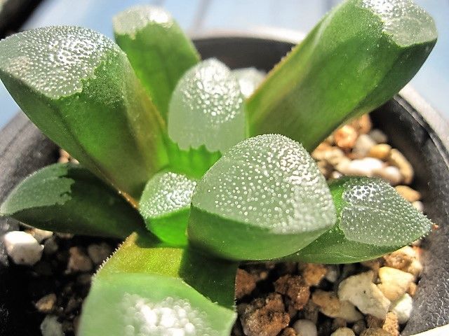 涼しげハオルチア Hynemosphere ヒネモスフィア おかわり 涼しげハオルチア Hynemosphere ヒネモスフィア おかわり