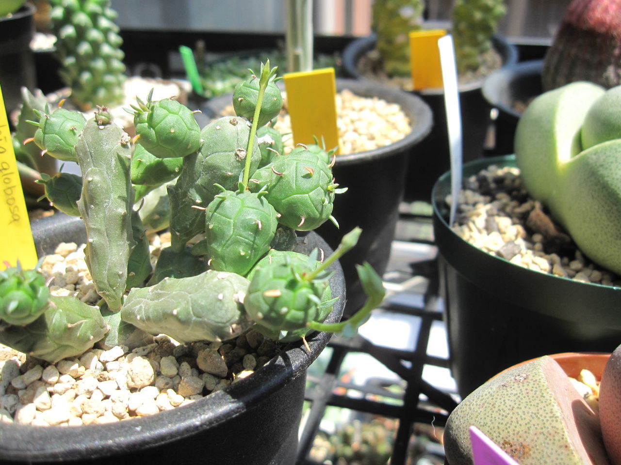 サボテンとサボテンのようなもの Hynemosphere ヒネモスフィア おかわり