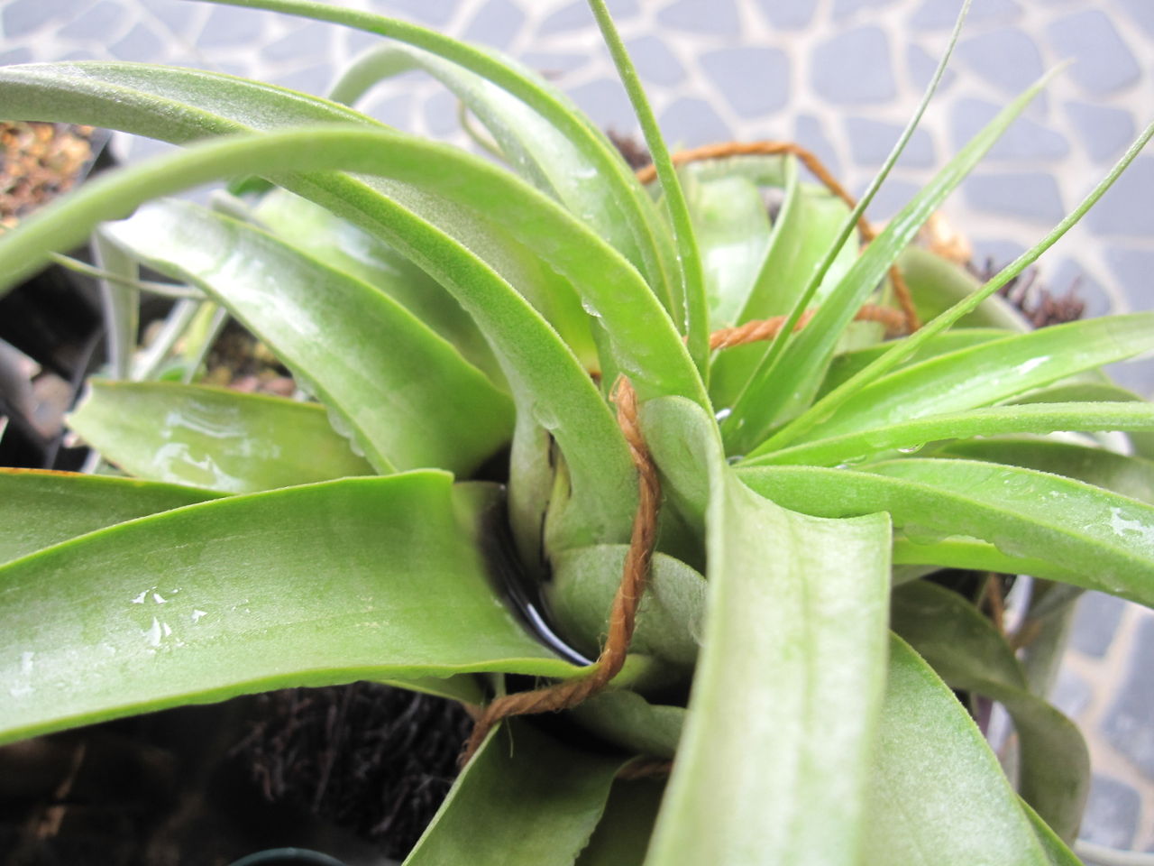 キセログラフィカ Hynemosphere ヒネモスフィア おかわり