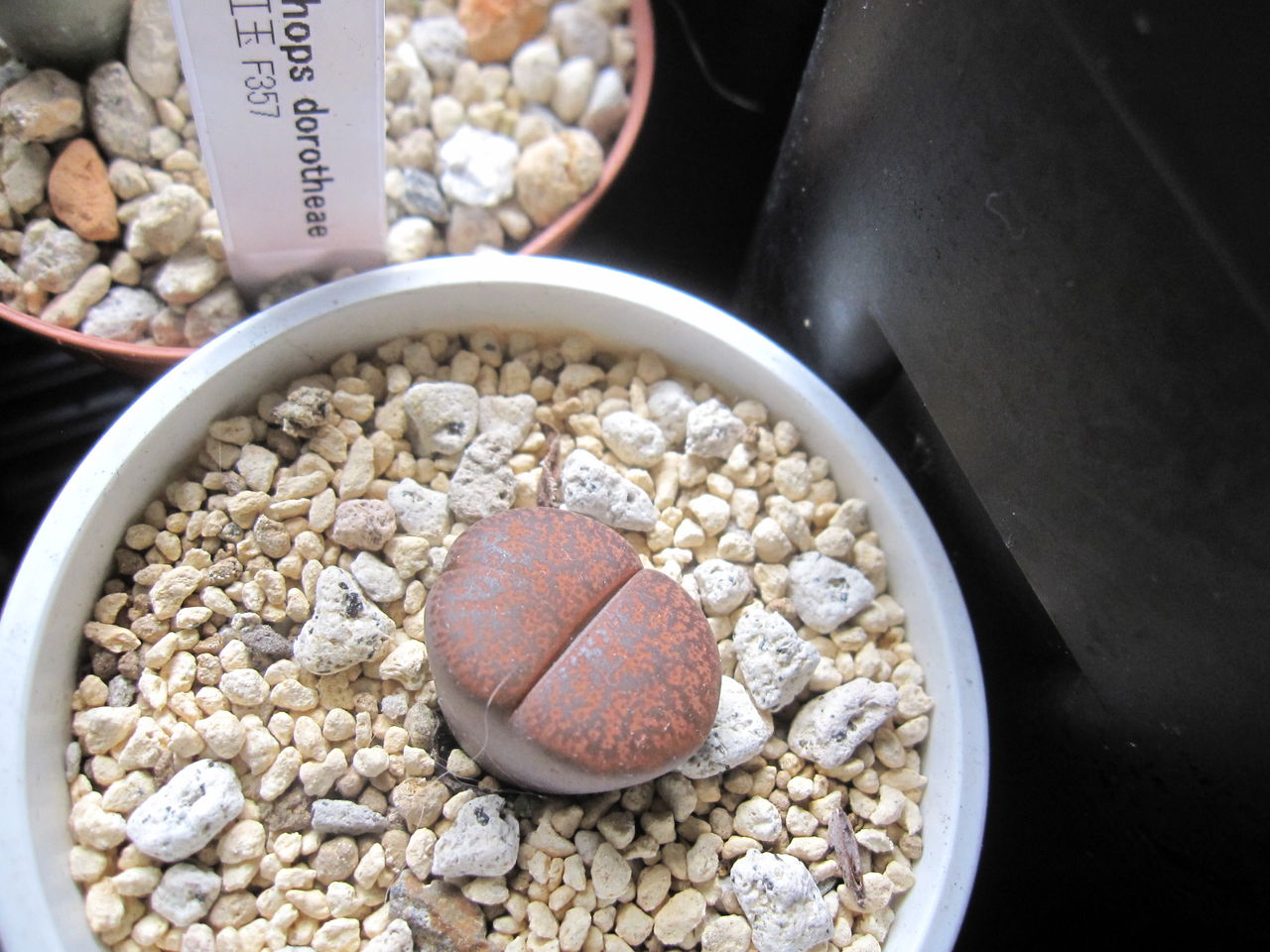 オレンジ色と赤紫色 Hynemosphere ヒネモスフィア おかわり