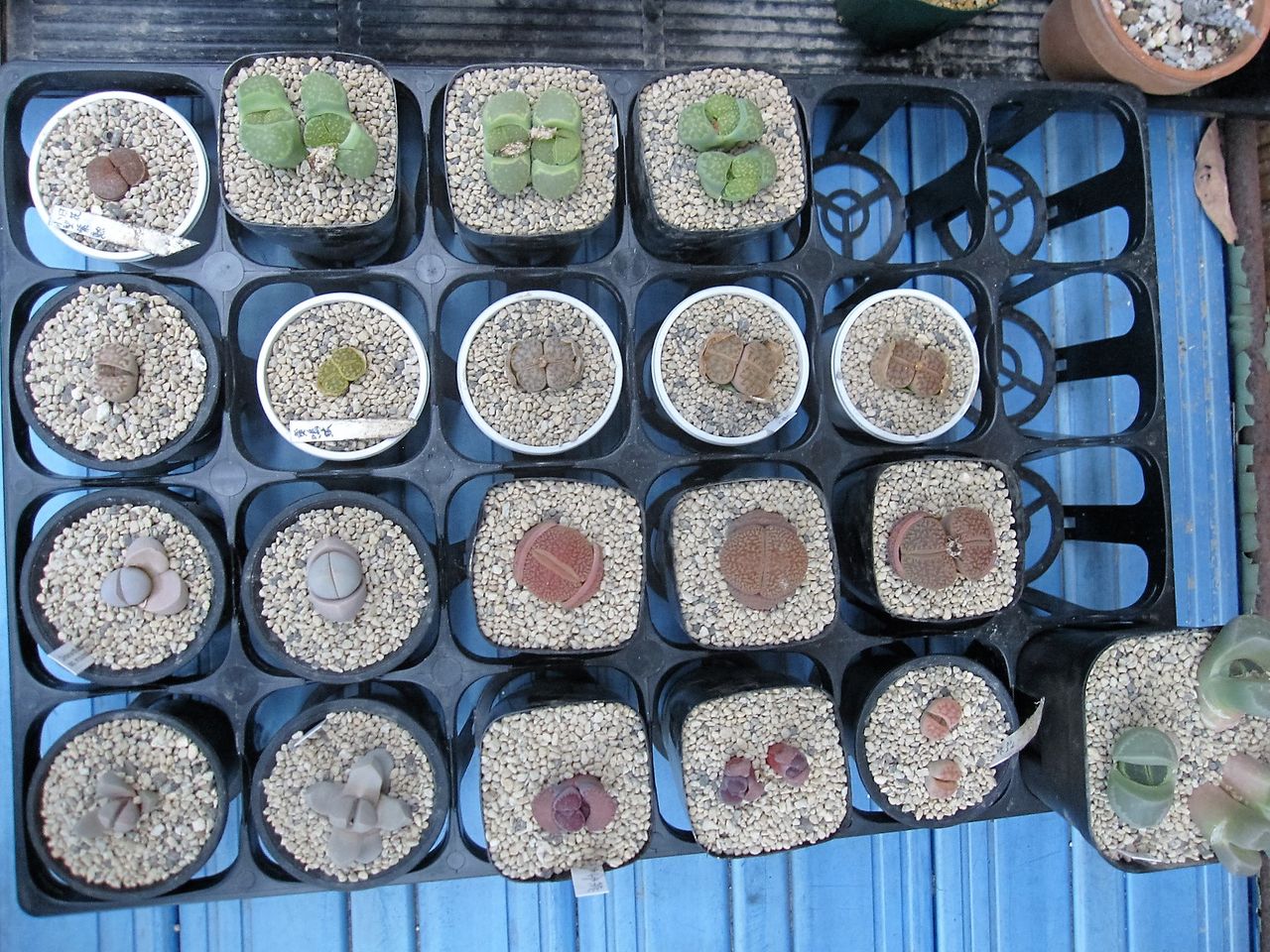 自分のしていることに矛盾を感じるとき Hynemosphere ヒネモスフィア おかわり 自分のしていることに矛盾を感じるとき Hynemosphere ヒネモスフィア おかわり