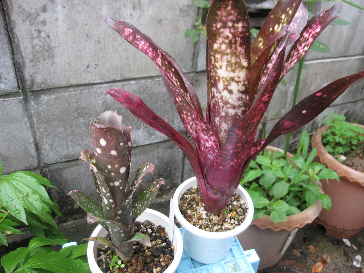 Billbergia 'Moulin あま Rouge' ビルベルギアムーランルージュ