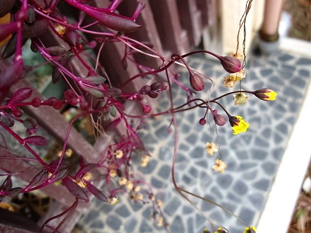 咲き続けるルビーネックレスと赤紫の葉っぱたち Hynemosphere ヒネモスフィア おかわり