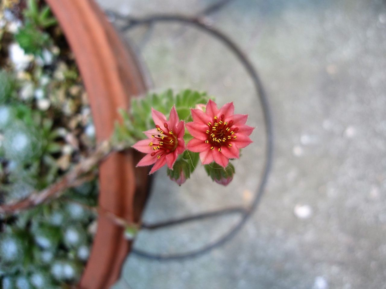 巻絹の花 Hynemosphere ヒネモスフィア おかわり 巻絹の花 Hynemosphere ヒネモスフィア おかわり