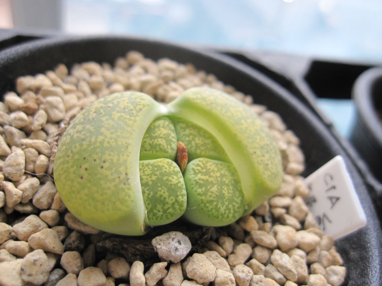 紫勲玉系はステキ カメラのピントが合わない件 Hynemosphere ヒネモスフィア おかわり