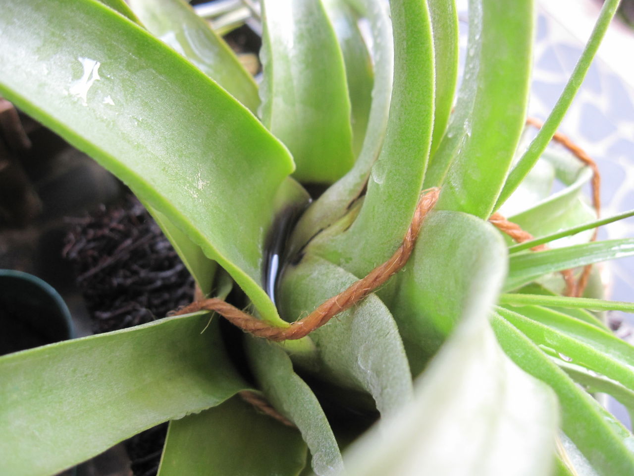 キセログラフィカ Hynemosphere ヒネモスフィア おかわり