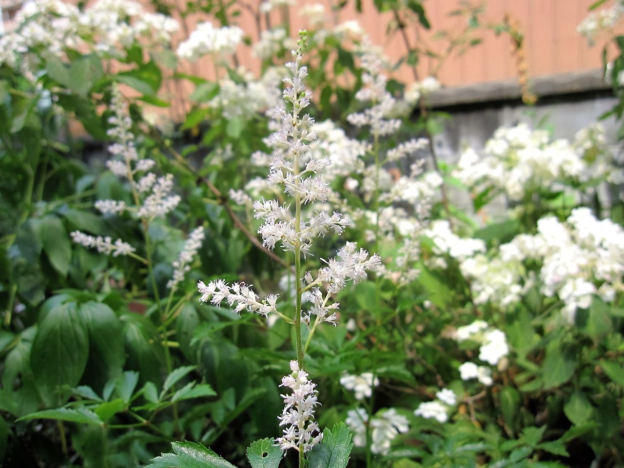 アスチルベの花穂が増えないのはなぜだろう Hynemosphere ヒネモスフィア おかわり