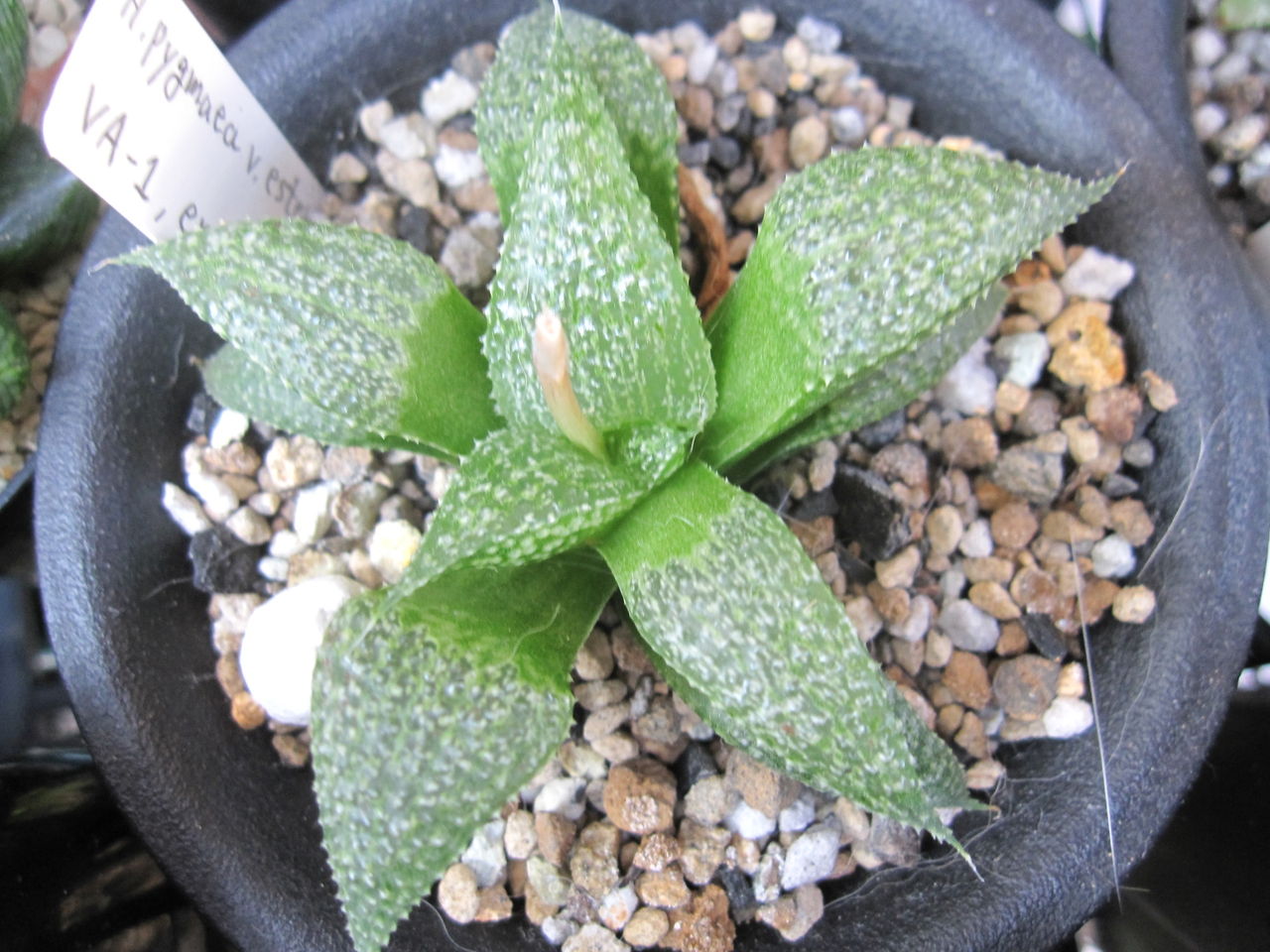 エスタホイゼニー Hynemosphere ヒネモスフィア おかわり