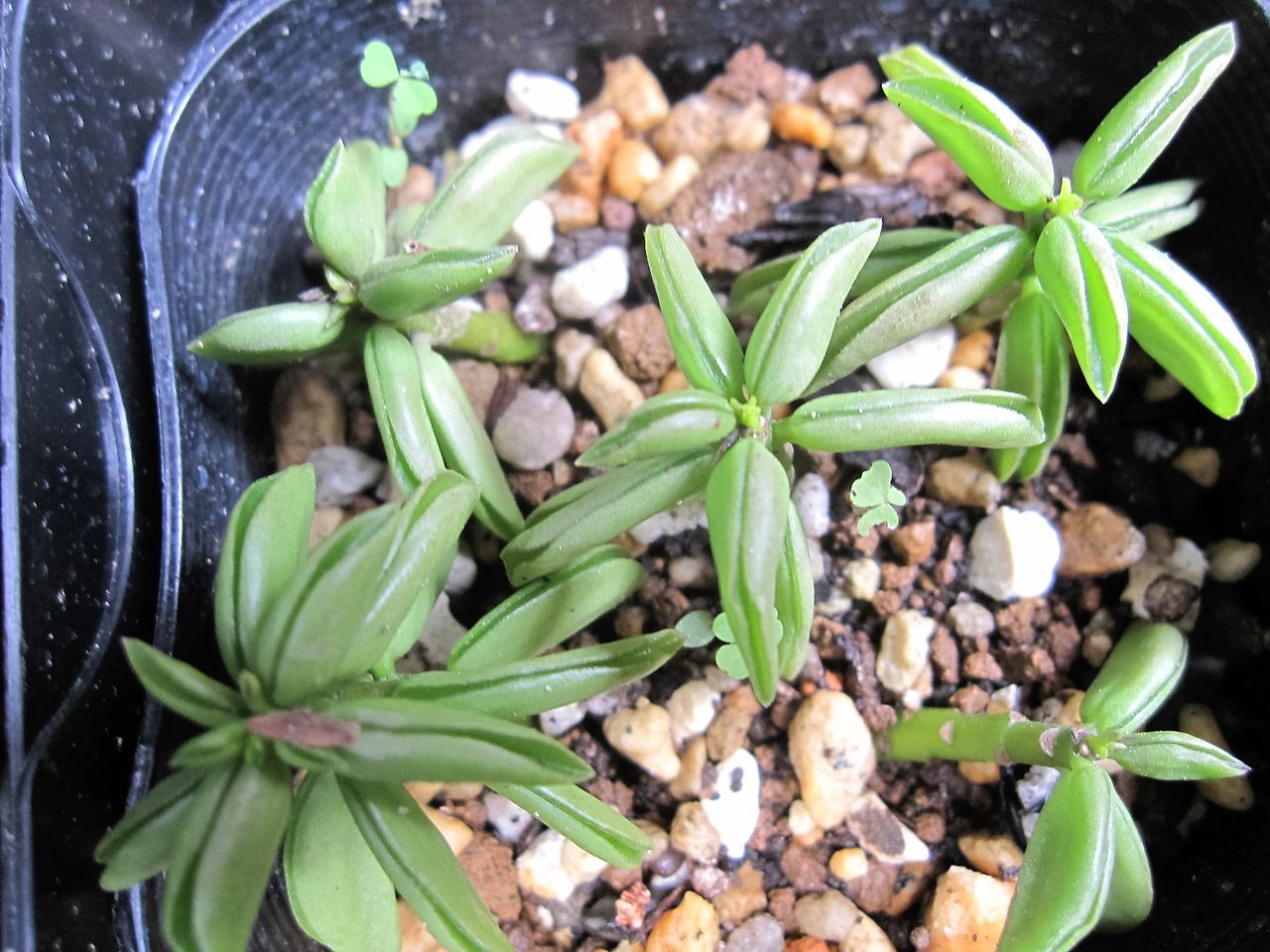 ペペロミア Hynemosphere ヒネモスフィア おかわり