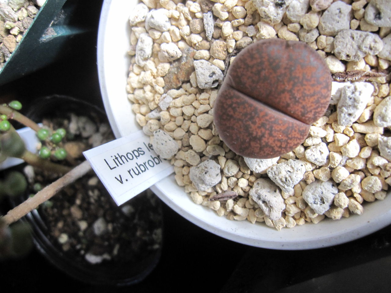 オレンジ色と赤紫色 Hynemosphere ヒネモスフィア おかわり