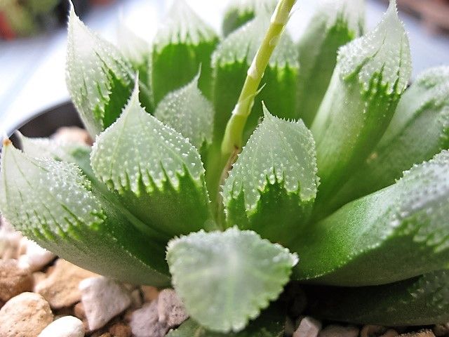ハオルチア_空の音 空の音' やっと元気出てきた これを機に整えて作り込みしたい かんばる
