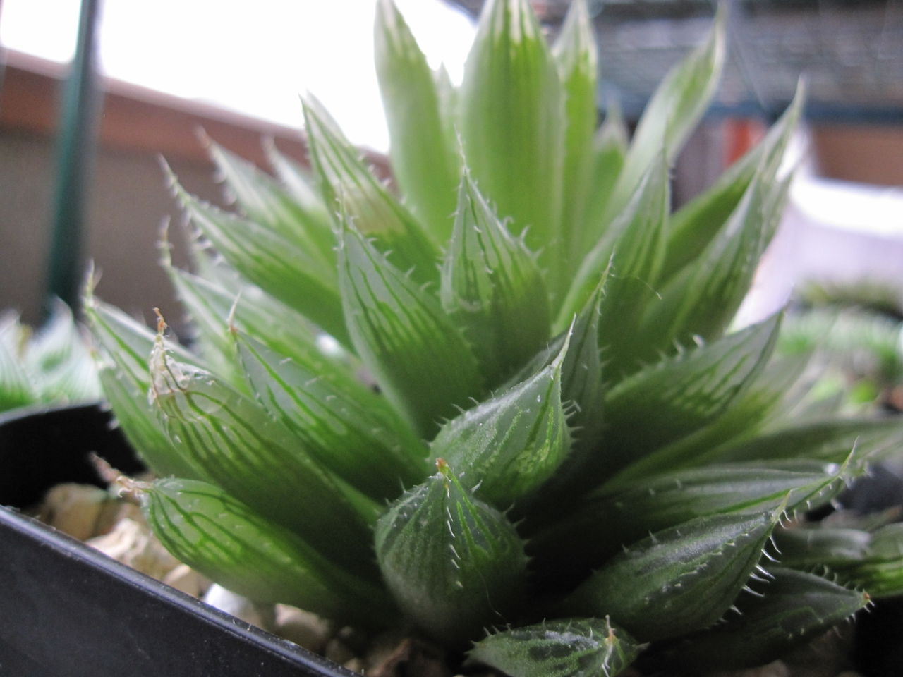 ハオルチア Hynemosphere ヒネモスフィア おかわり