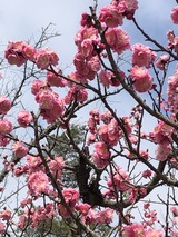 IMG_4465