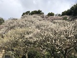 IMG_4459