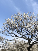 IMG_4458