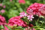 紫陽花