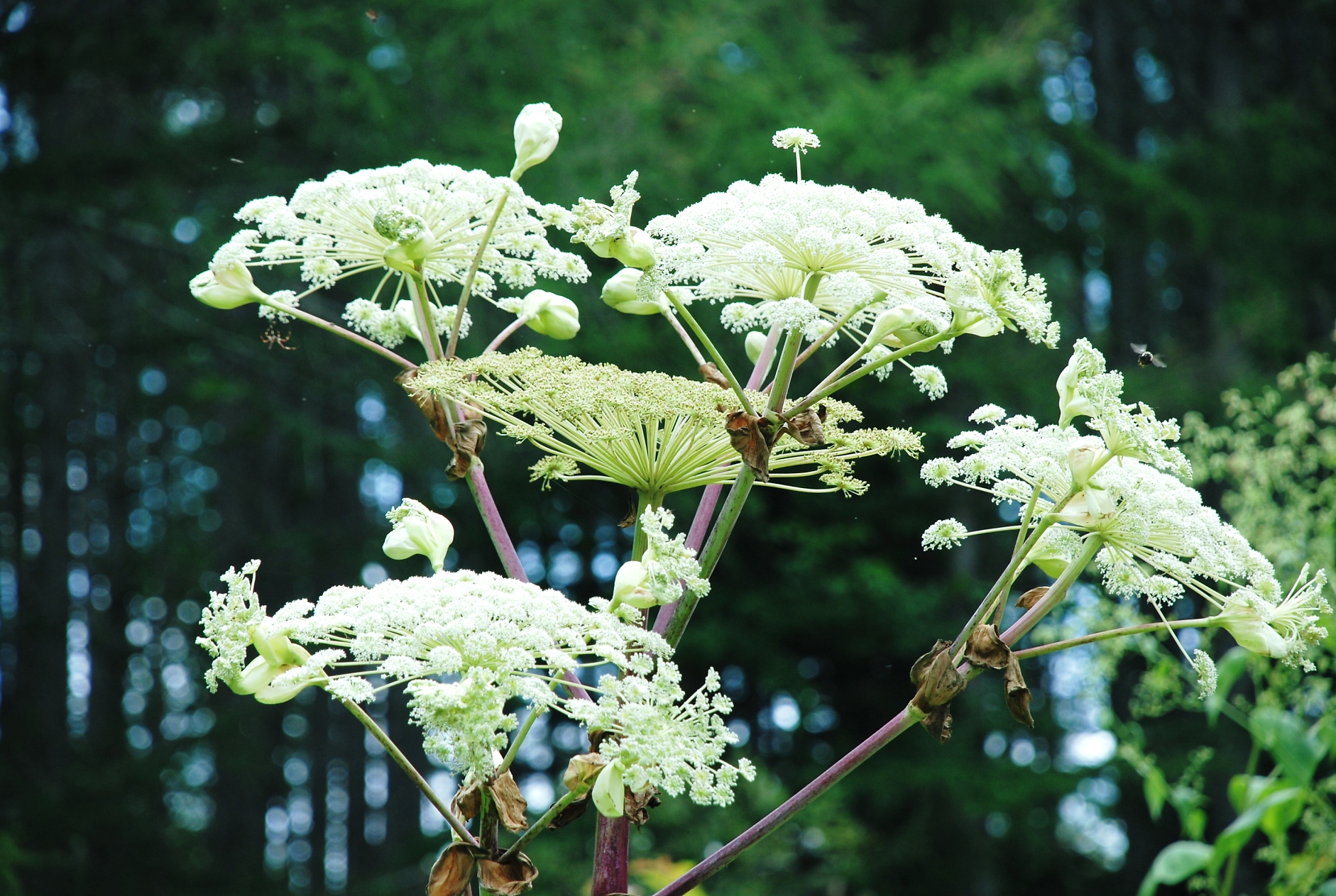 無料ダウンロード 北海道 白い 花 100 で最高の画像