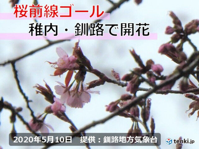 桜前線がゴールに到達 北海道内とっておきの桜めぐり 稚内 根室 赤平 北見 2chまとめアンテナ