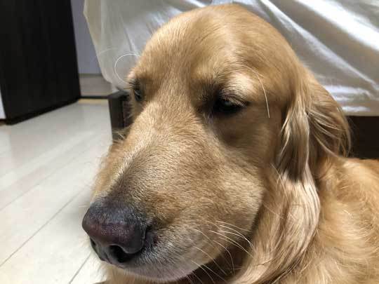 マムシにかまれたゴールデンレトリバーのお顔が四角に変貌 飼い主が 愛犬家の皆さん 草むらにはご注意ください と注意喚起 ろいアンテナ