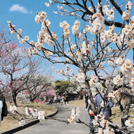 仙台の色とりどりの梅を満喫！農業園芸センターの「梅を観る会」