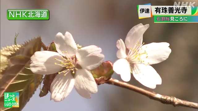 伊達市の有珠善光寺境内で石割桜が見頃 満開は5月1日見込み 2chまとめアンテナ 伊達市の有珠善光寺境内で石割桜が見頃 満開は5月1日見込み 2chまとめアンテナ