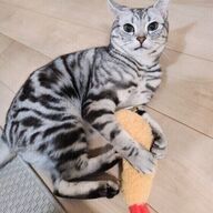 猫の不調は行動やしぐさにあらわれやすい “目で見る”健康チェックのポイントとは